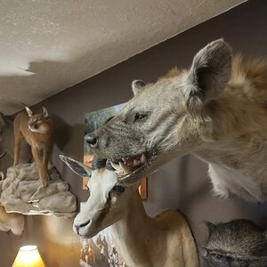 Hyena Shoulder Mount Taxidermy