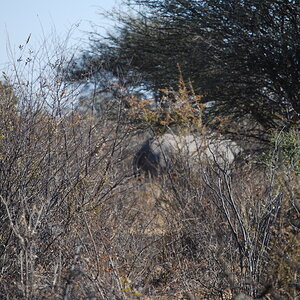 Black Rhino - Namibia