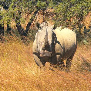 White Rhino