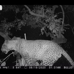 Leopard Tanzania