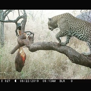 Leopard On Bait In Tanzania