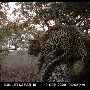 Leopard Trail Camera