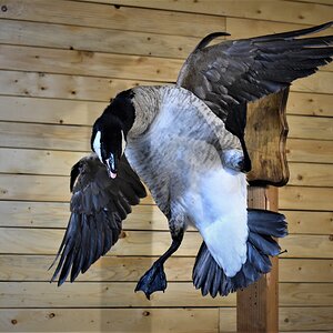 Flying Goose Mount