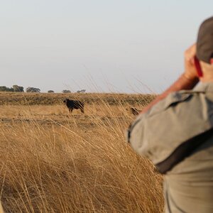 Namibian Wildlife