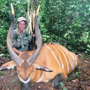 Bongo (Tragelaphus eurycerus) Hunting