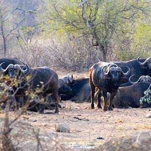 African Buffallo Wildlife