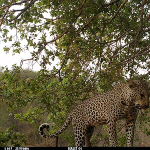 Leopard Trail Camera