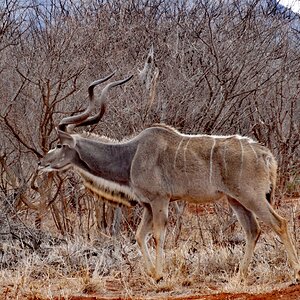 Kudu Wildlife South Africa