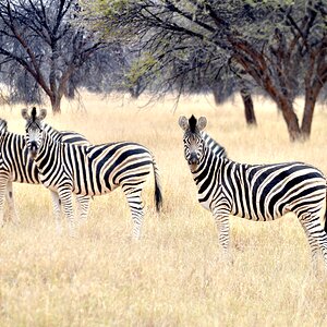 Zebra Wildlife South Africa