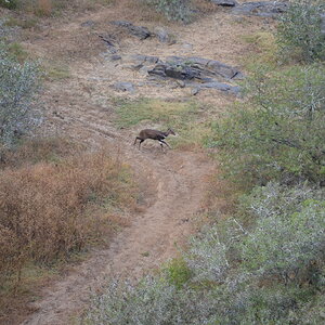 Bushbuck Wildlife Eastern Cape South Africa