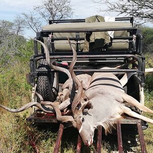 Hunting Kudu Botswana