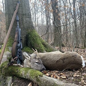 Roe Deer Hunt Germany