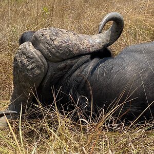 Buffalo Hunt