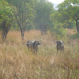 Buffalo Wildlife Tanzania