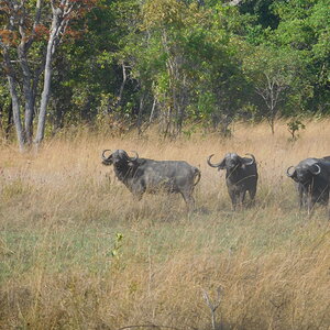 Buffalo Wildlife Tanzania