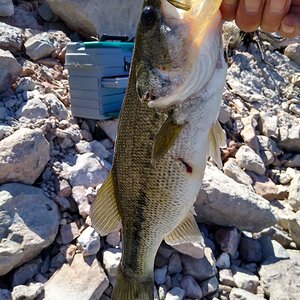 Fishing Roosevelt Lake Arizona