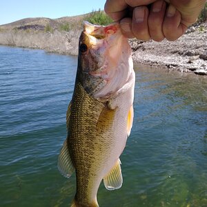 Fishing Arizona