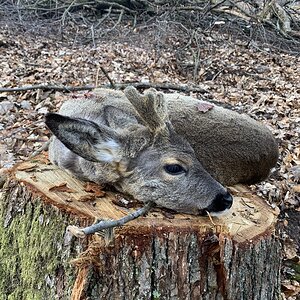 Hunting Roe Deer Germany