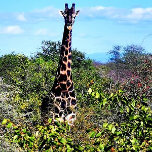 Black Giraffe Wildlife South Africa