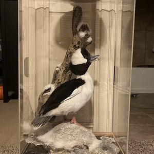 Waterfowl Taxidermy