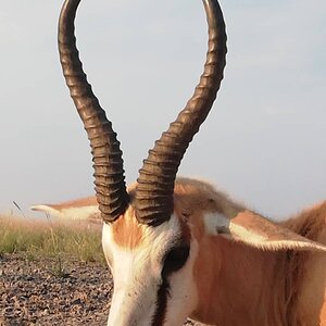 Springbok Hunt Botswana