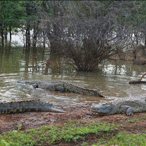 Crocodile Limpopo Wildlife South Africa