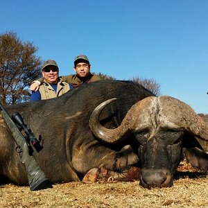 Buffalo Hunting South Africa