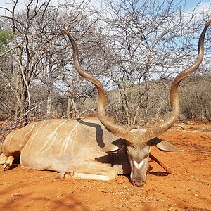 Beautiful free range 54 Inch Kudu bull from the Otavi Mountains area - 2019