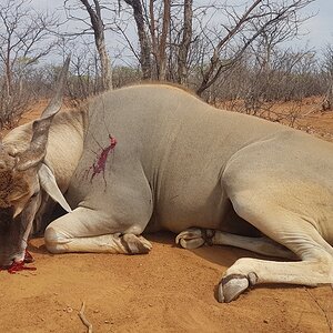 Huge old Cape Eland bull - Outjo Namibia 2019