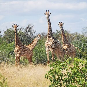 Giraffe Herd South Africa