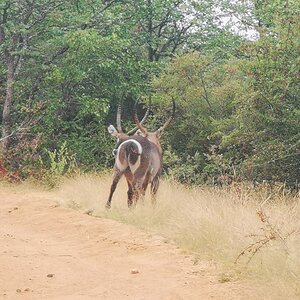 Waterbuck Bulls South Africa