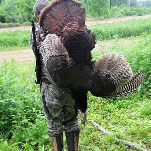 Turkey Hunting