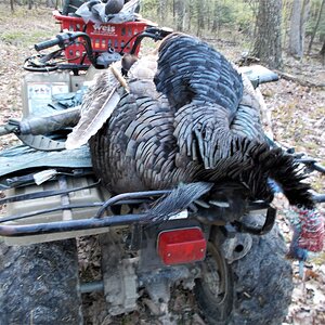 Turkey Hunting