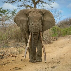 IL TALAL African Elephant