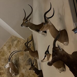 Trophy Room