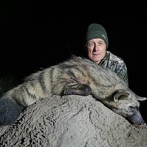 Aardwolf Night Hunt