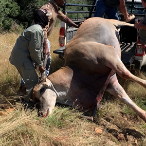 Eland Hunting