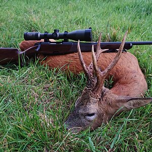 Roe Deer Hunting Hampshire England