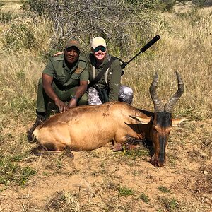 Red Hartebeest Namibia