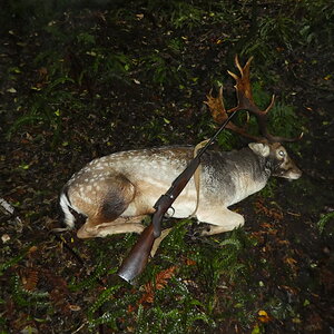 Fallow Deer Hunt