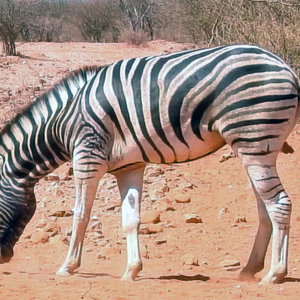 Burchell's Zebra