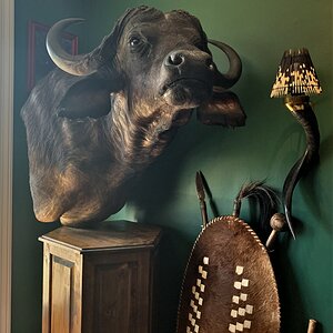 Cape Buffalo Pedestal Taxidermy