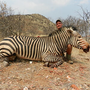 Plains Zebra