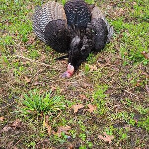 Turkey Hunting