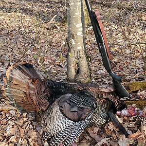 Turkey Hunting