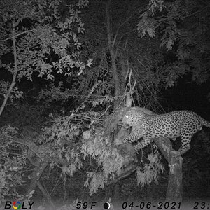 Leopard Trail Camera