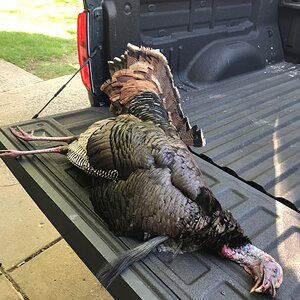 Turkey Hunt Missouri
