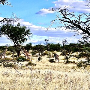 Namibian Nature & Wildlife