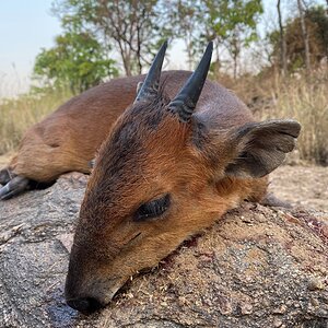 Red Flanked Duiker Hunt Cameroon