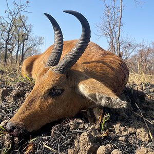 Reedbuck Hunting Cameroon